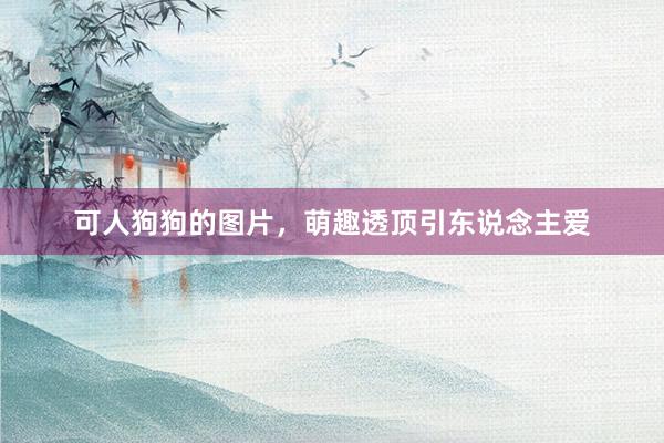 可人狗狗的图片，萌趣透顶引东说念主爱